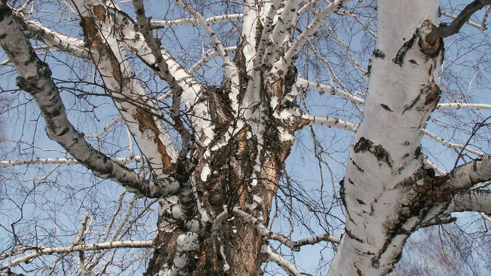 Close-up of a bare birch tree with white and black bark against a clear blue sky.
