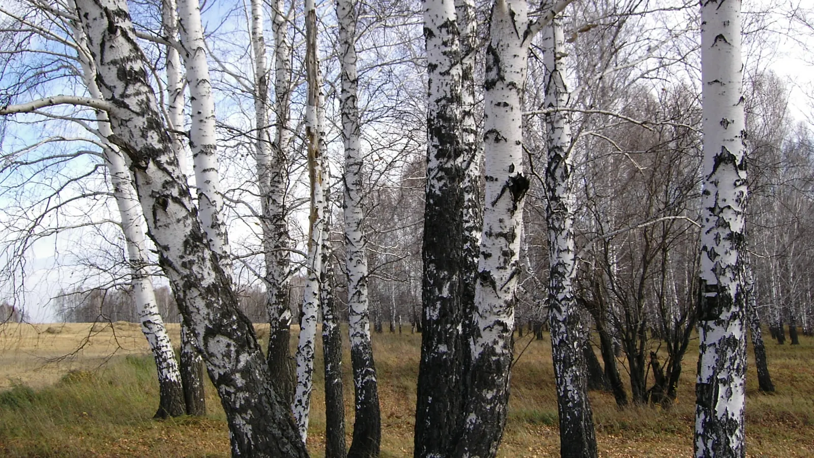 A dense forest of birch trees with distinctive white bark and black markings.