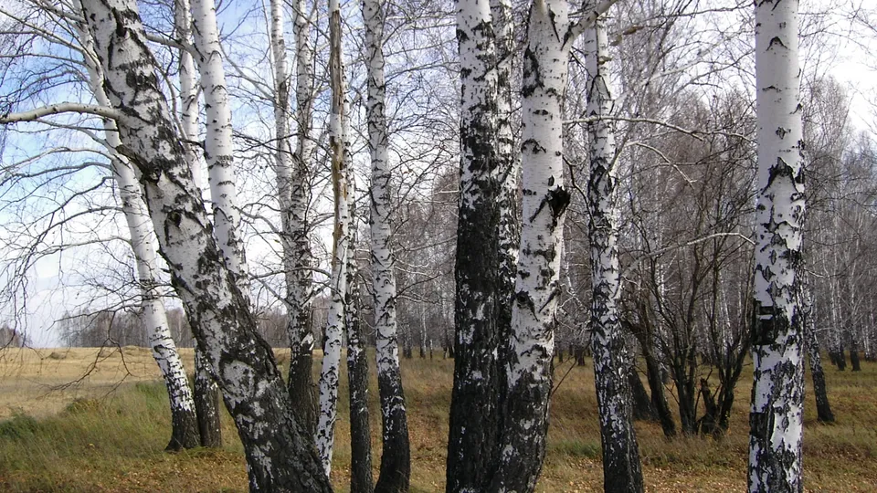 A dense forest of birch trees with distinctive white bark and black markings.