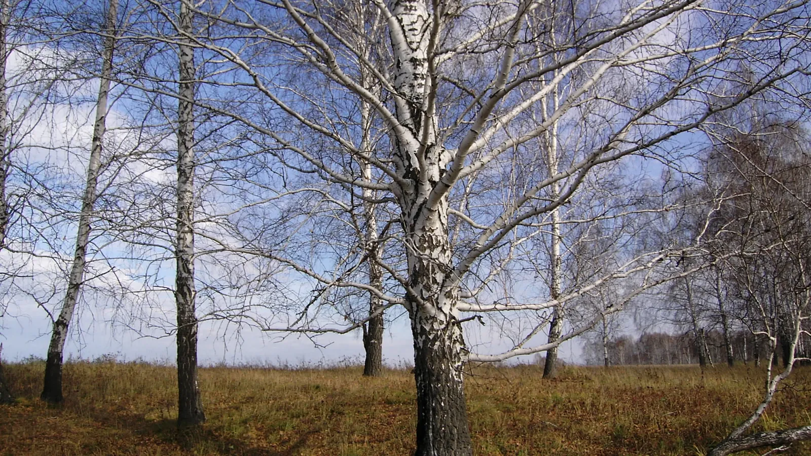 A stand of bare birch trees with white bark against a blue sky with scattered clouds.