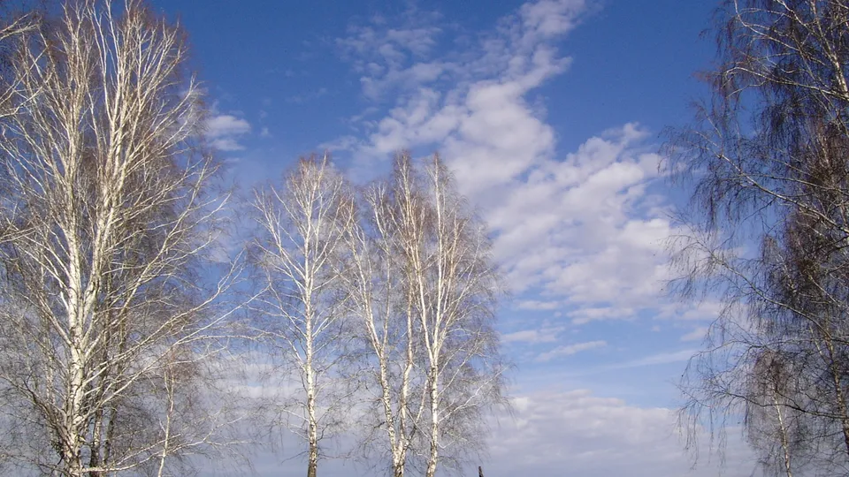 Bare birch trees stand against a blue sky with scattered white clouds.