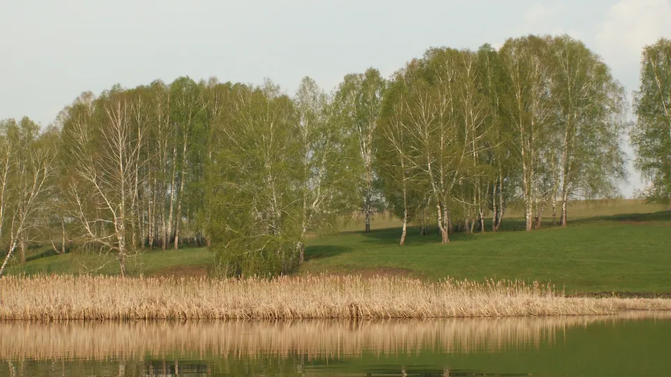 A calm lake reflects a line of birch trees and dry reeds in the foreground.
