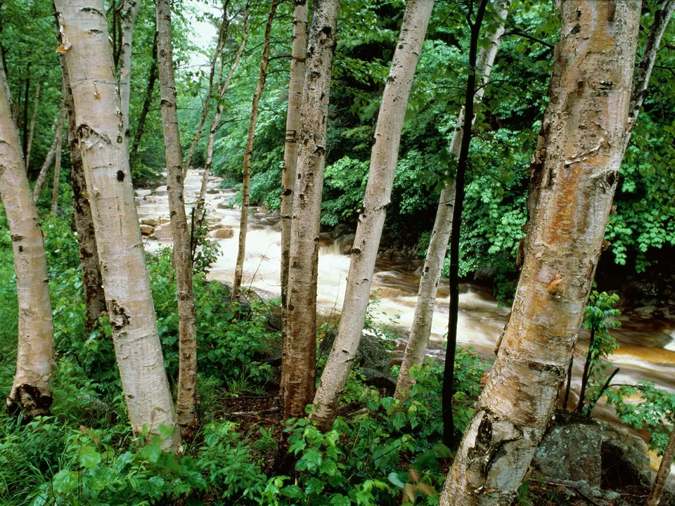 A river flows rapidly between birch trees and lush green foliage.