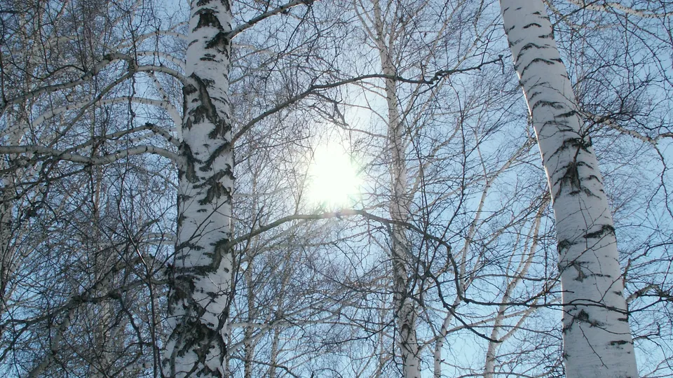Bare birch trees with white bark and black markings against a bright blue sky with the sun shining through.