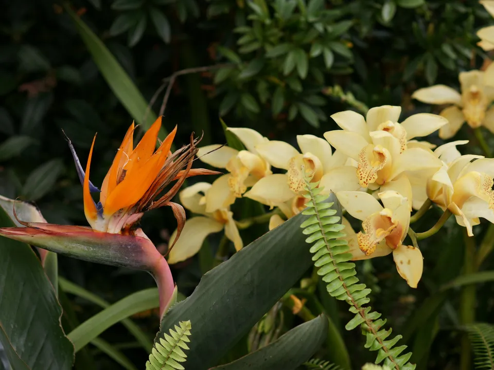 A close-up of a bright orange Bird of Paradise flower with yellow orchids in the background.