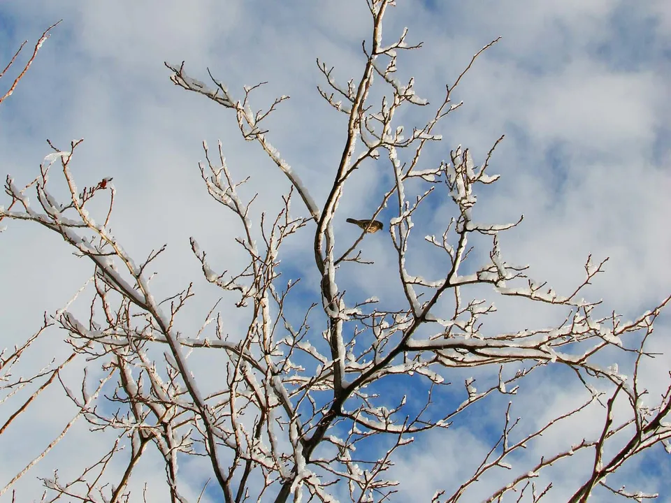 A small bird sits on a snow-covered tree branch against a blue sky with white clouds.