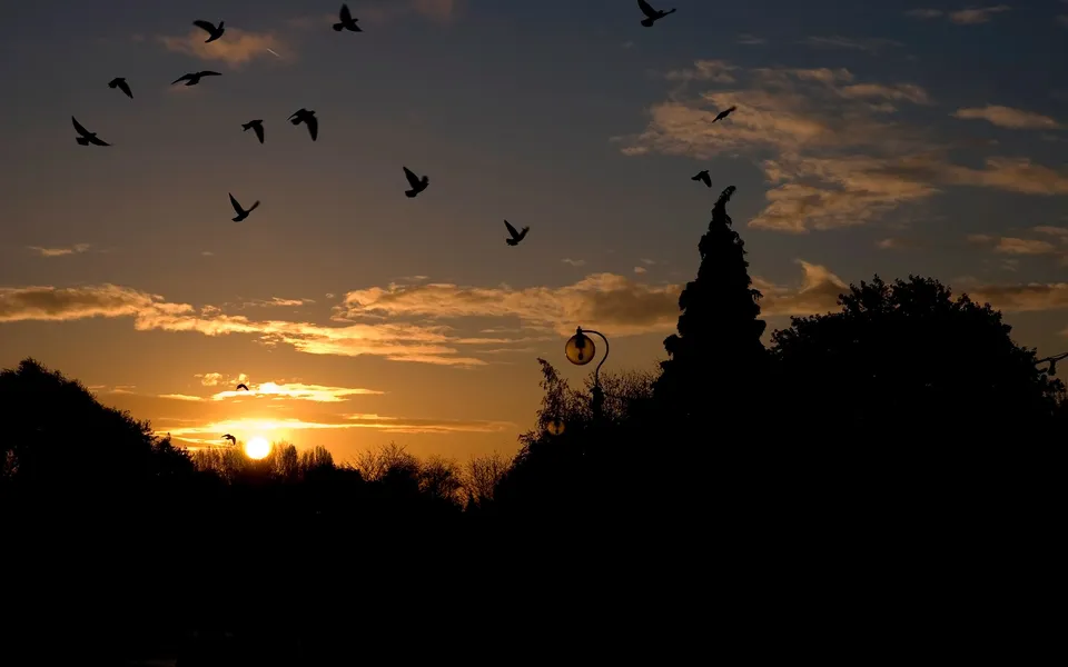 Silhouettes of birds flying against a sunset sky with clouds and trees.
