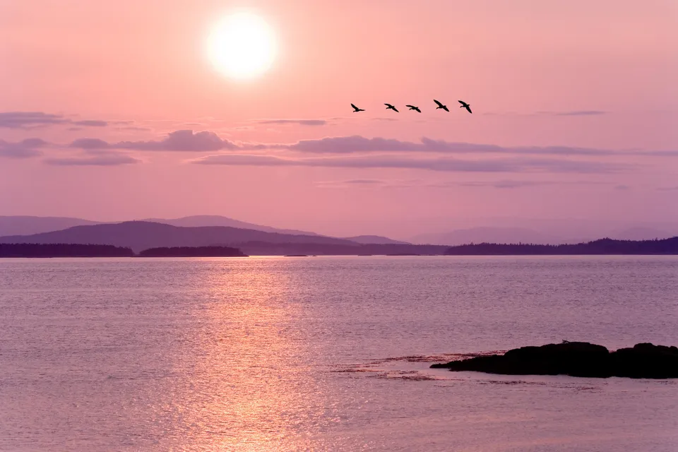 A flock of birds flies across a pink sky during sunset over a calm body of water with distant hills.