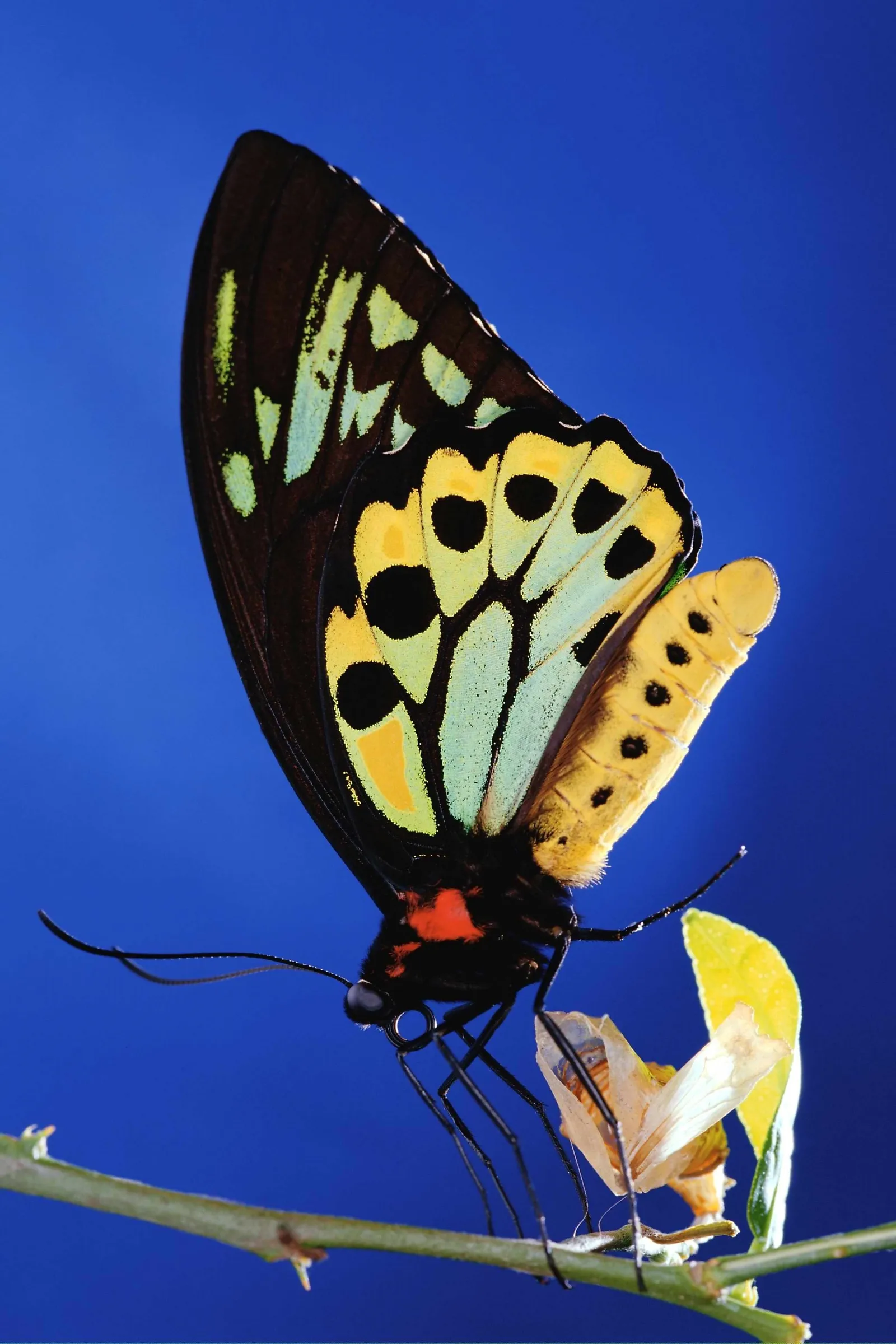 A colorful birdwing butterfly with black, yellow, and green markings rests on a thin branch against a solid blue background.