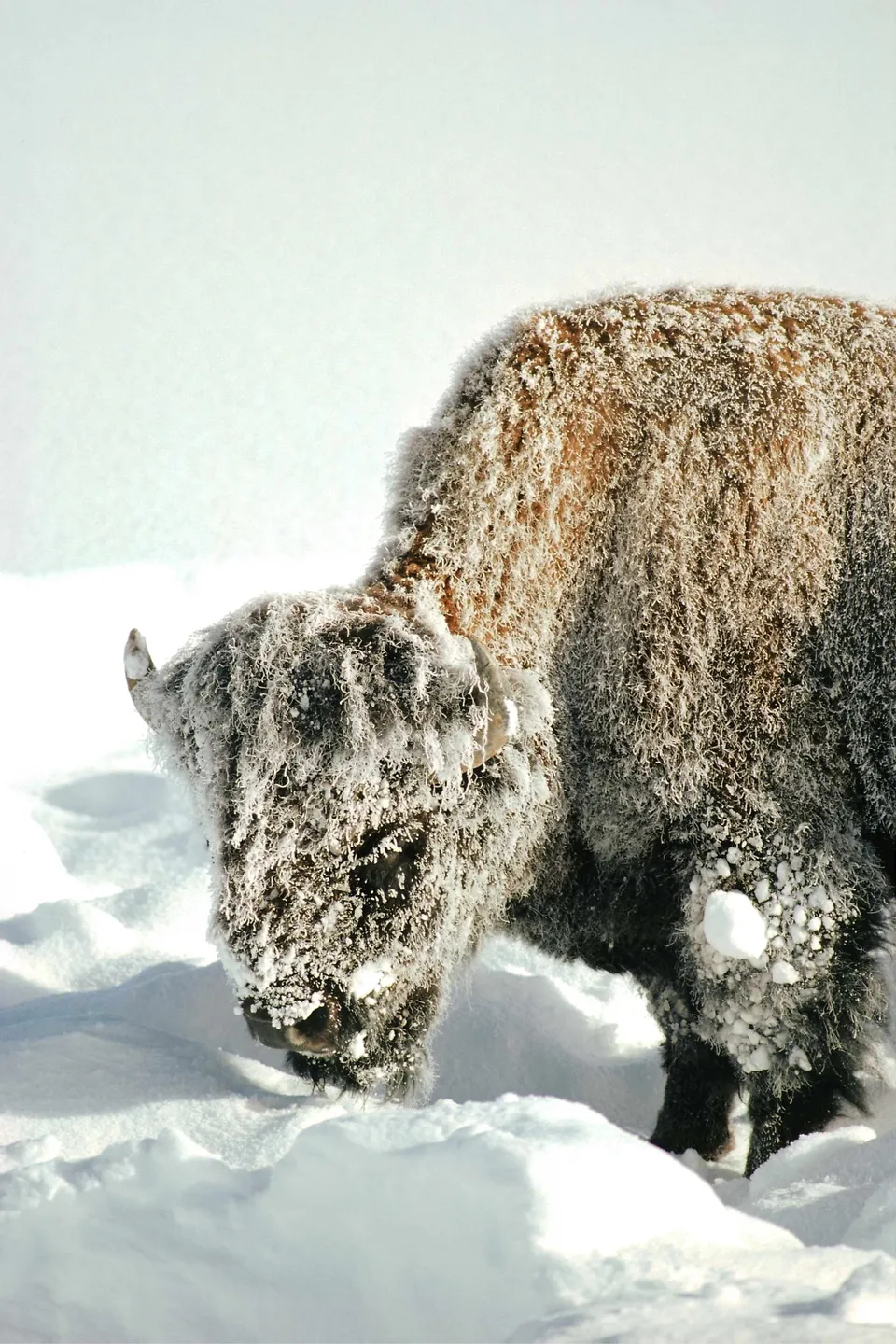 A bison stands in deep snow, its fur heavily encrusted with frost and ice.