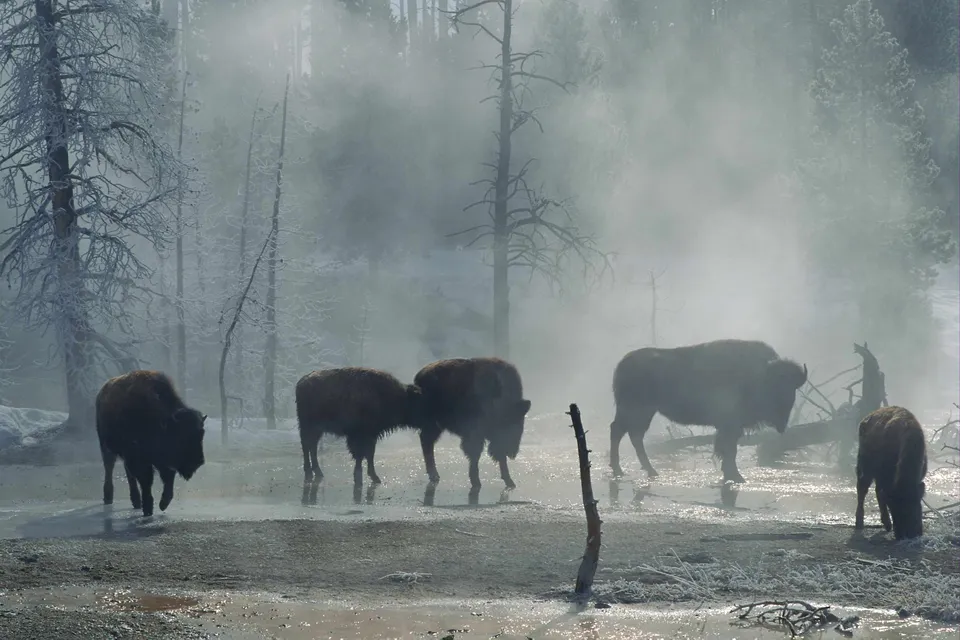 Several bison stand in a misty, icy landscape with frosted trees in the background.
