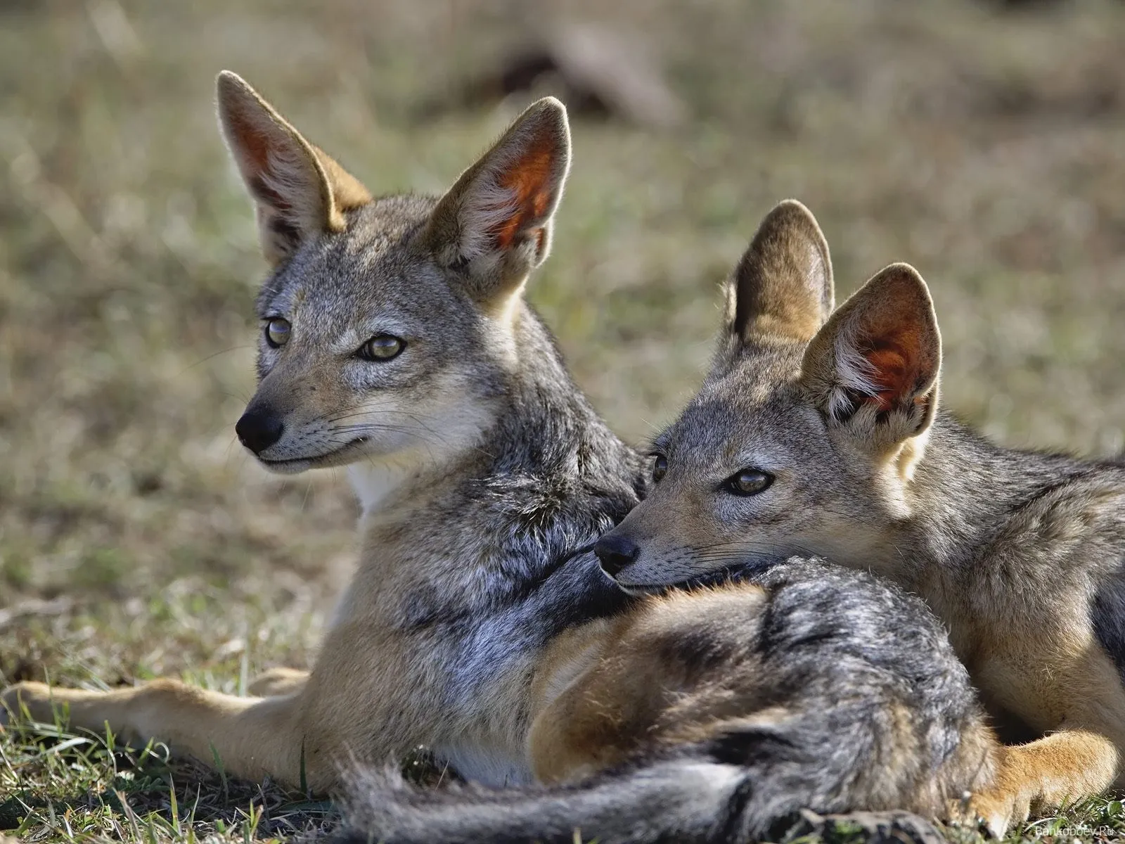 Two black-backed jackals are resting close together on dry grass, with one looking to the left.