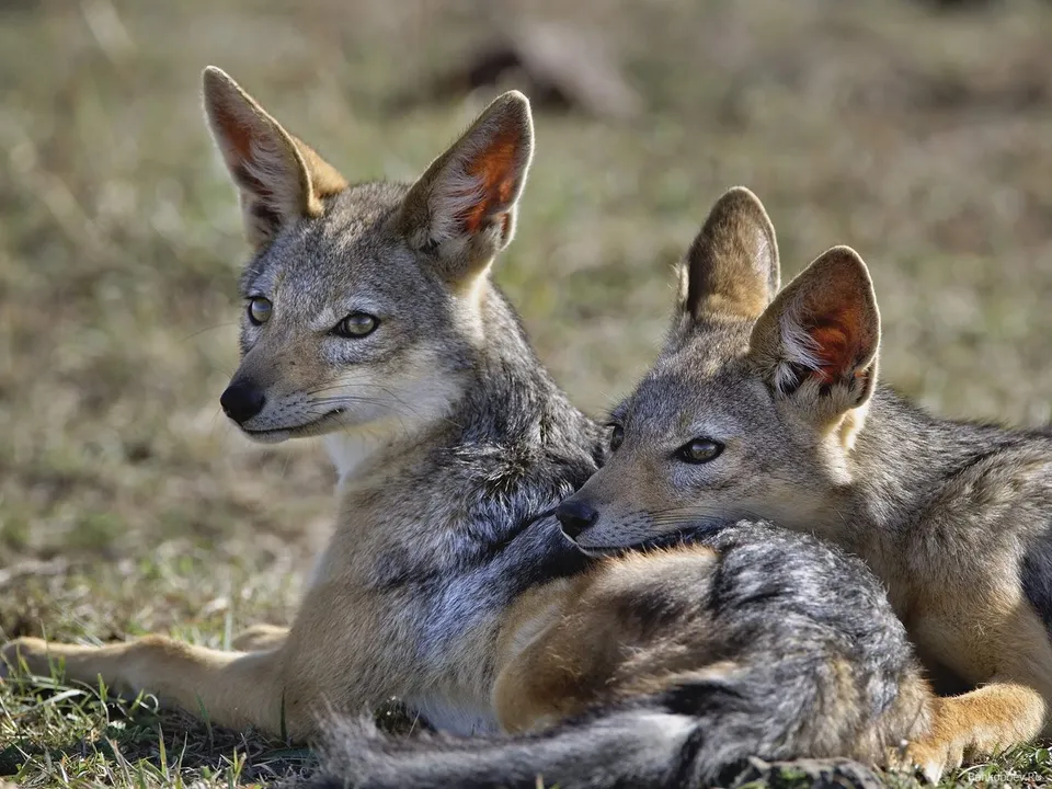 Two black-backed jackals are resting close together on dry grass, with one looking to the left.