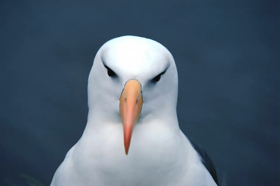 Close-up portrait of a black-browed albatross with a dark background.