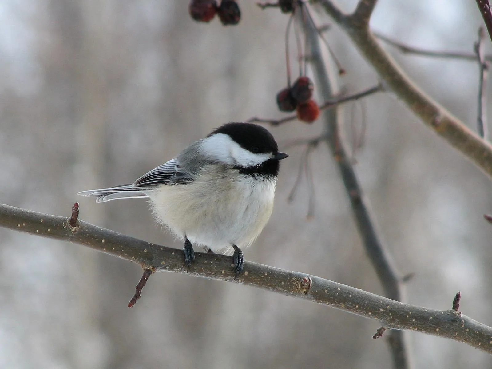 A small black-capped chickadee sits on a bare tree branch with dried berries in the background.