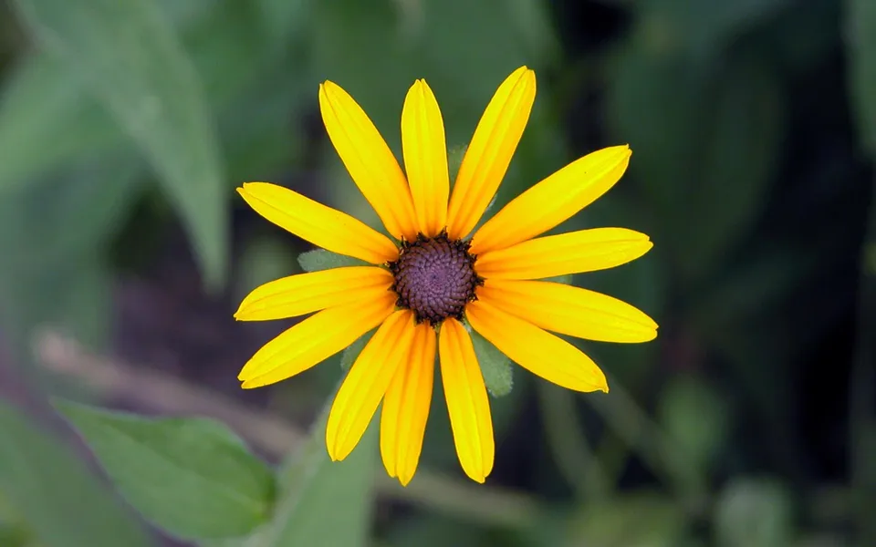 A close-up of a bright yellow Black-eyed Susan flower with a dark center, set against a blurred green background.