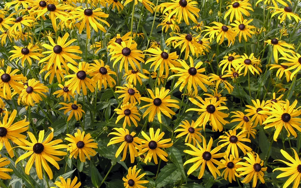 A dense field of bright yellow black-eyed susans with dark centers.