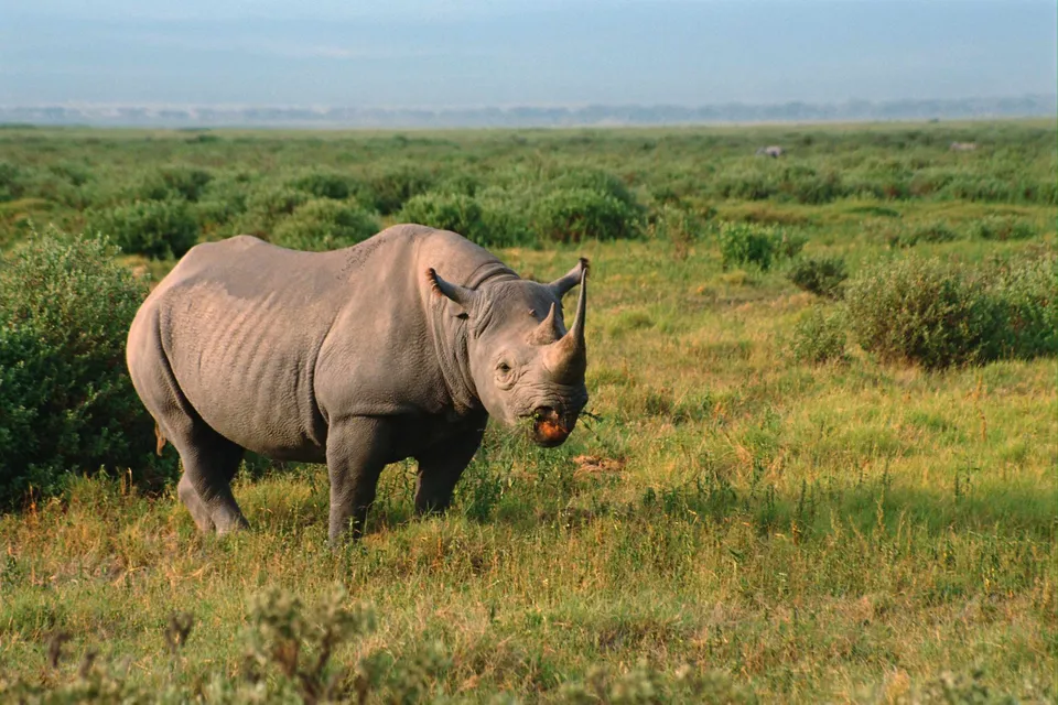 A large black rhinoceros stands in a grassy field, eating vegetation.