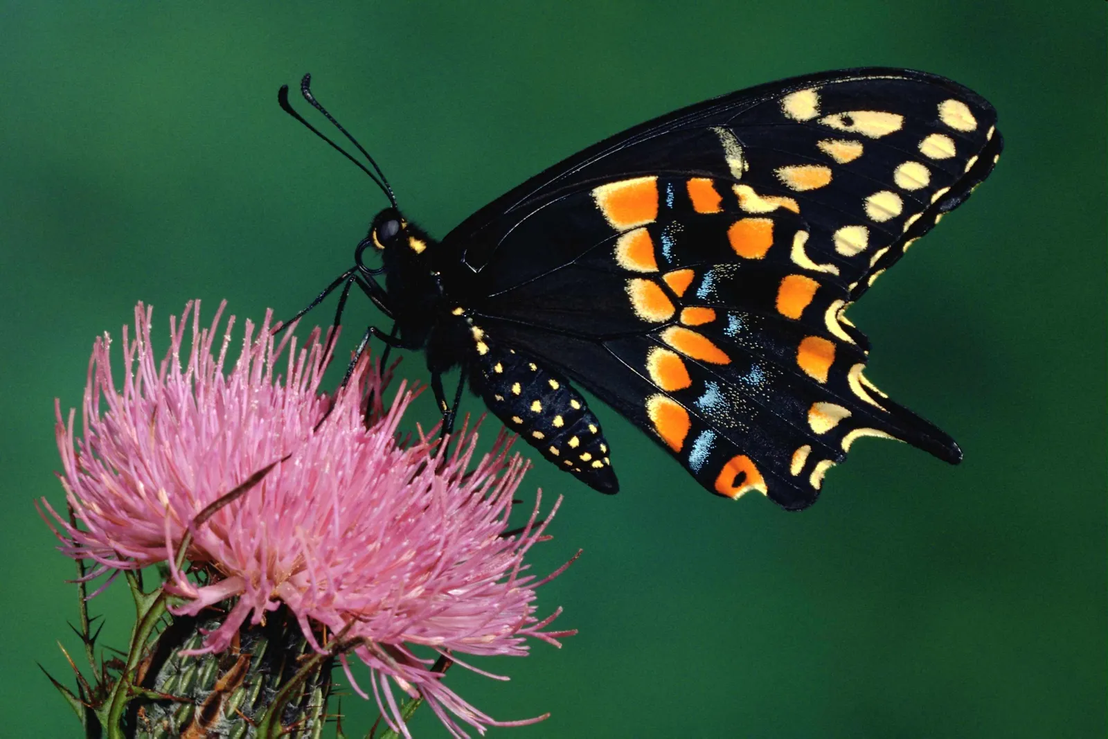 A black swallowtail butterfly with orange and yellow markings rests on a pink thistle flower.