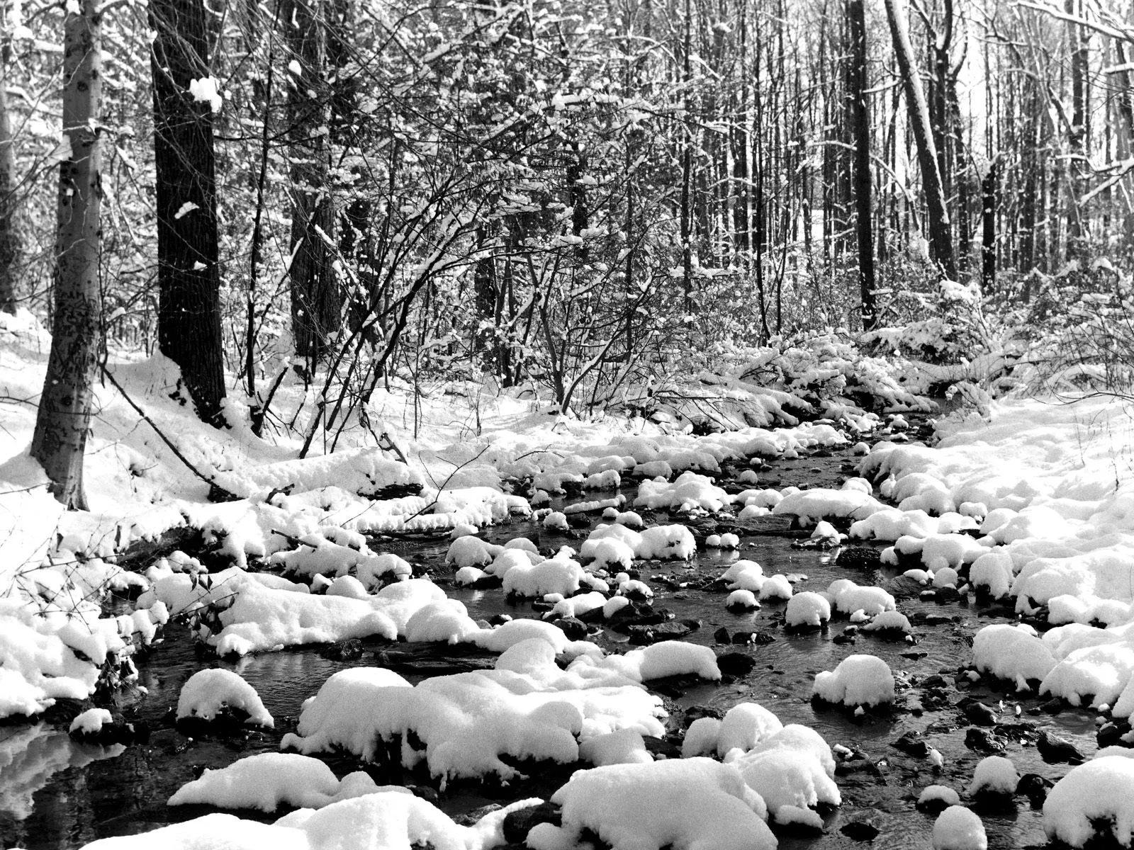 A black and white image of a stream flowing through a snow-covered forest.