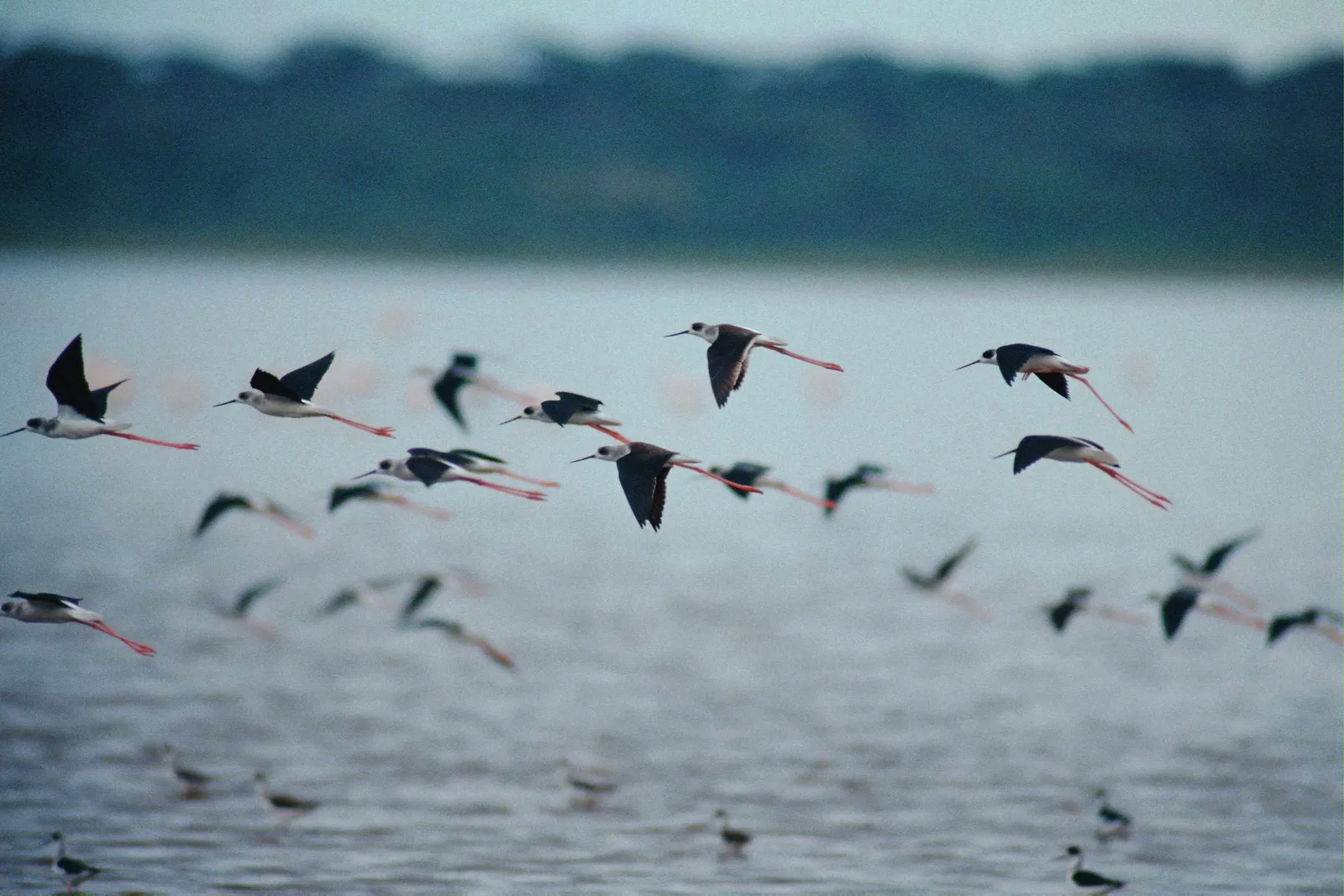 A flock of black-winged stilts with long red legs fly over a body of water.