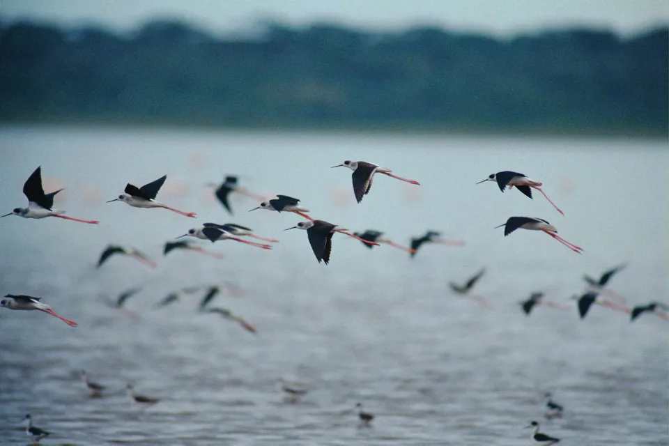 A flock of black-winged stilts with long red legs fly over a body of water.