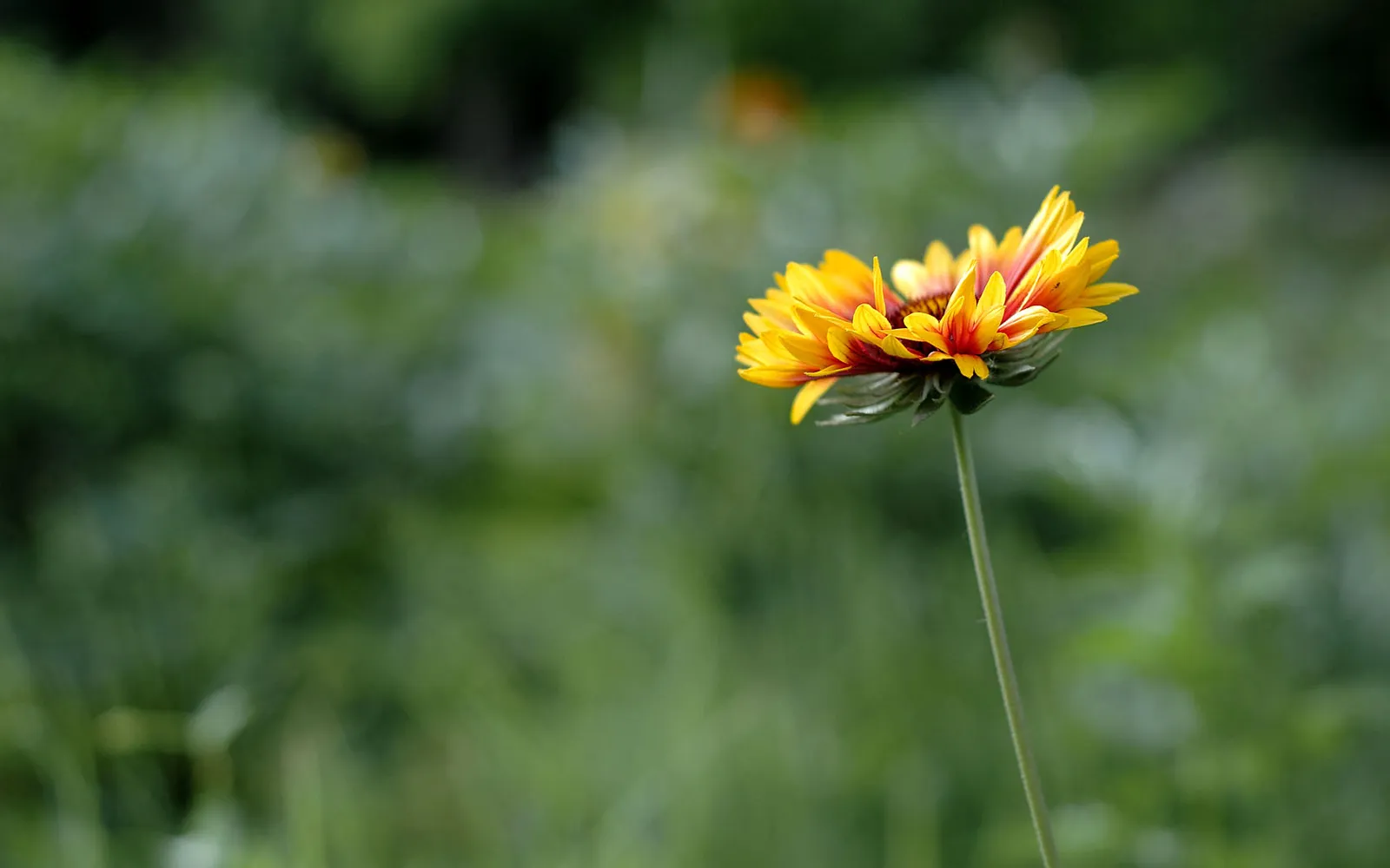 A single yellow and red blanket flower is in focus against a blurred green background.