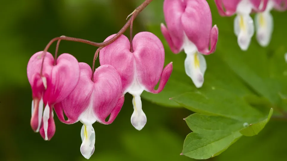 Close-up of pink bleeding heart flowers with white tips hanging from a stem against a blurred green background.