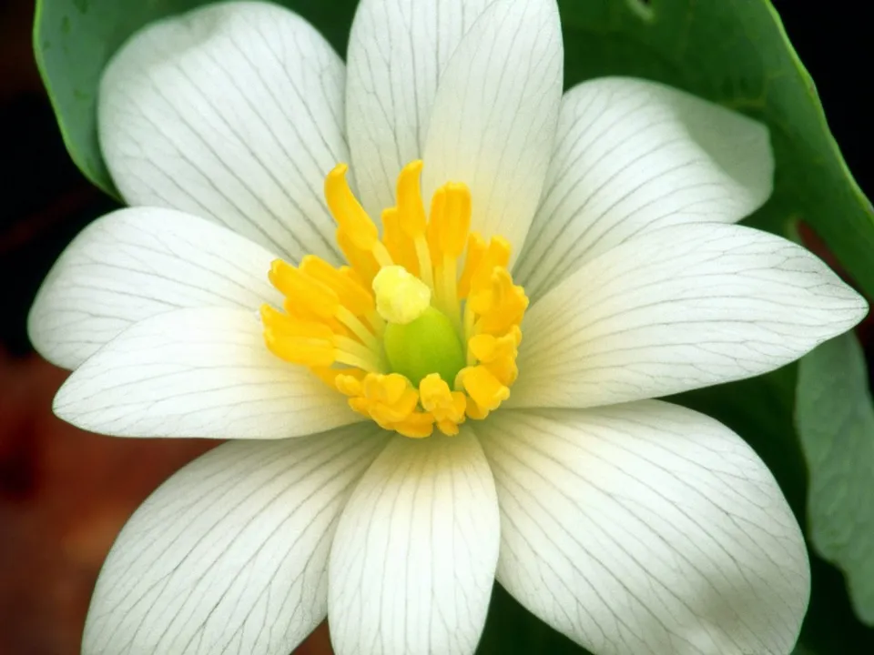Close-up of a white bloodroot flower with delicate petals and a bright yellow center.