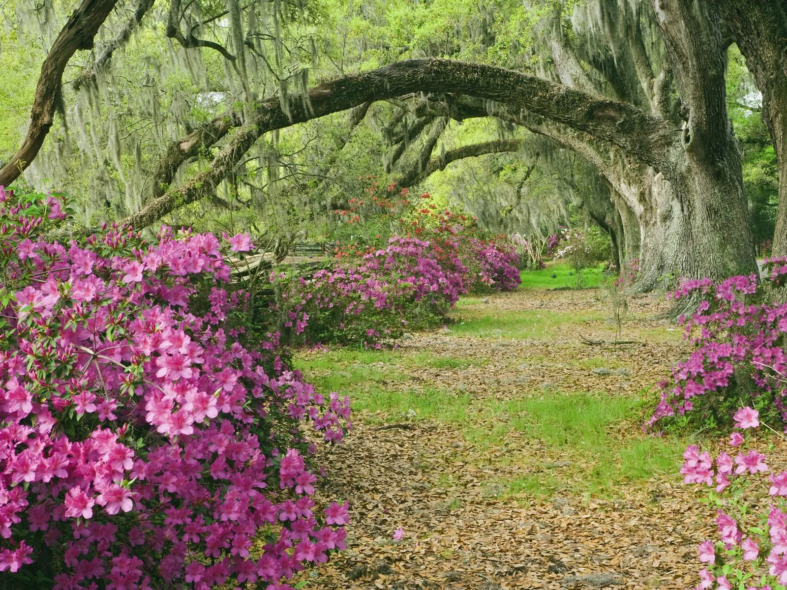 A dirt path lined with vibrant pink azaleas curves through a forest of ancient oak trees draped in Spanish moss.