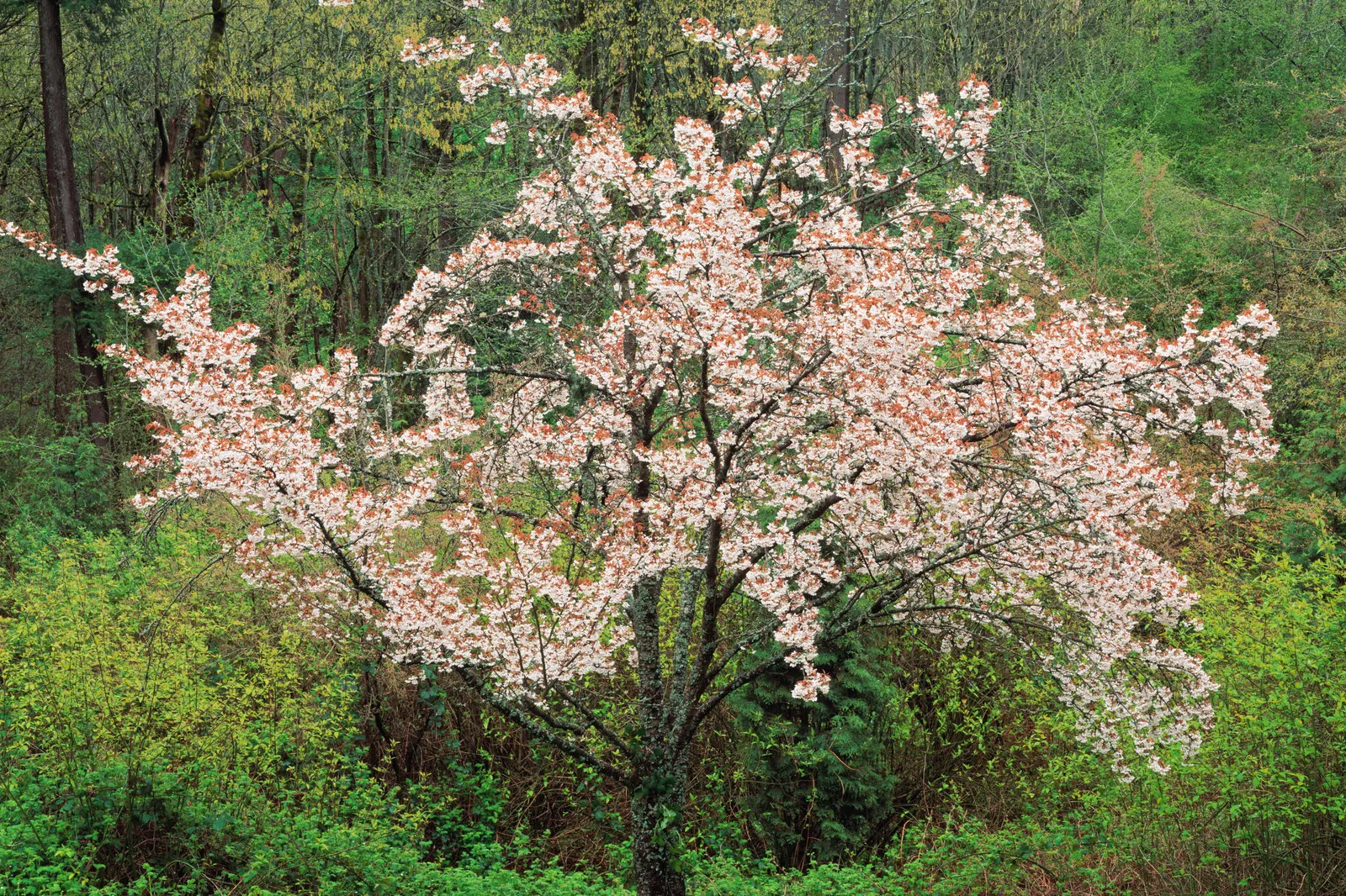 A cherry tree with abundant white and pink blossoms stands in a lush green forest.