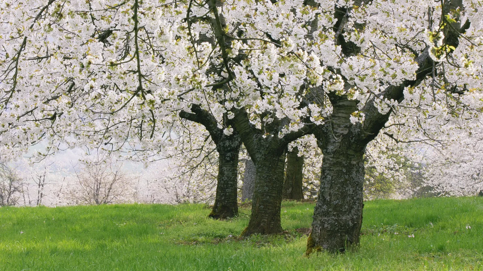 Several large cherry trees in full bloom with white flowers stand in a vibrant green grassy field.