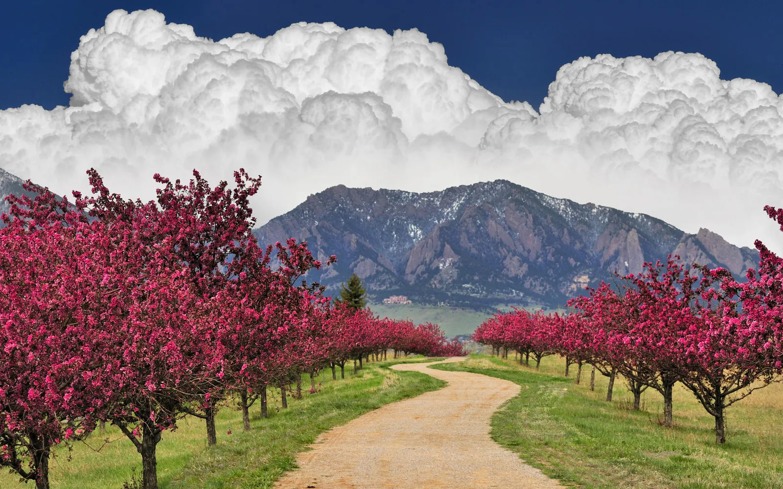 A winding dirt path lined with vibrant pink flowering trees leads towards snow-capped mountains under a dramatic sky.