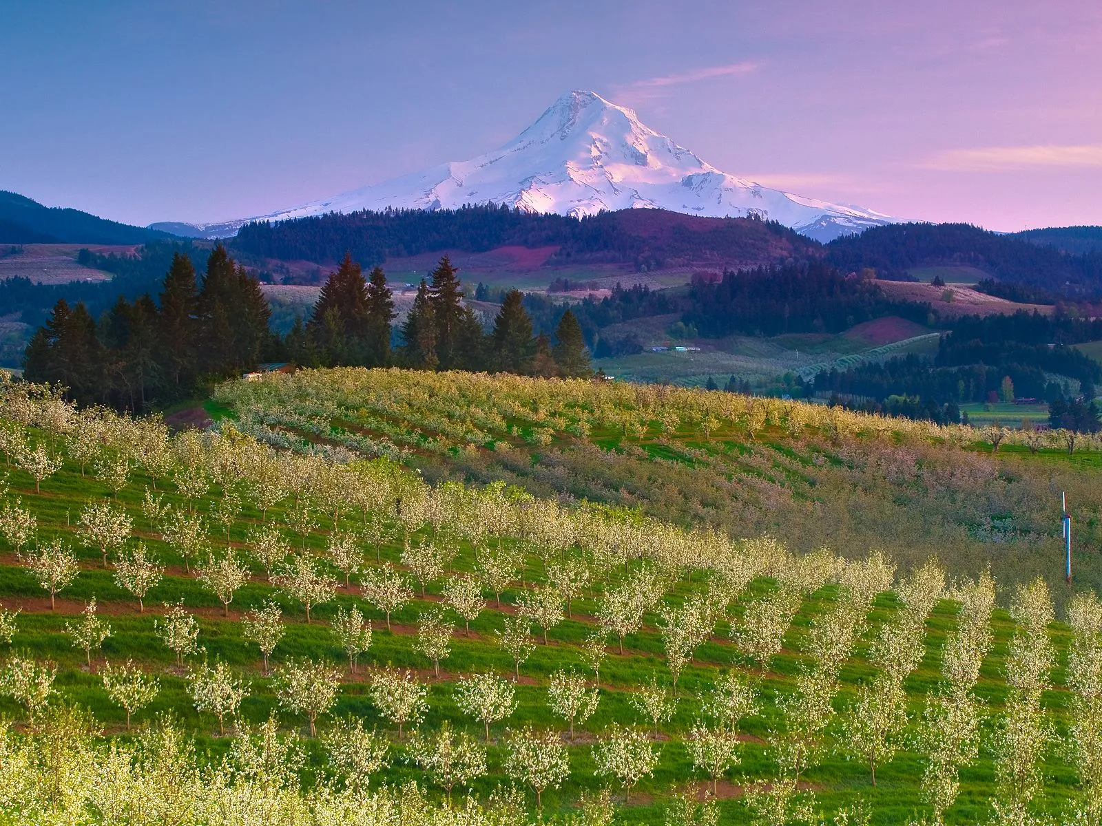 A vast orchard of blooming trees in the foreground with a snow-capped mountain in the background under a colorful sky.