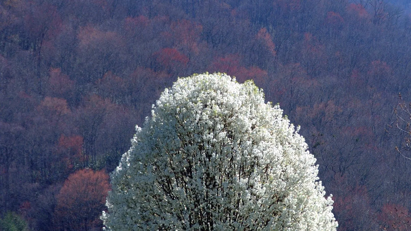 A large tree covered in white blossoms stands in the foreground with a dark, wooded hillside in the background.