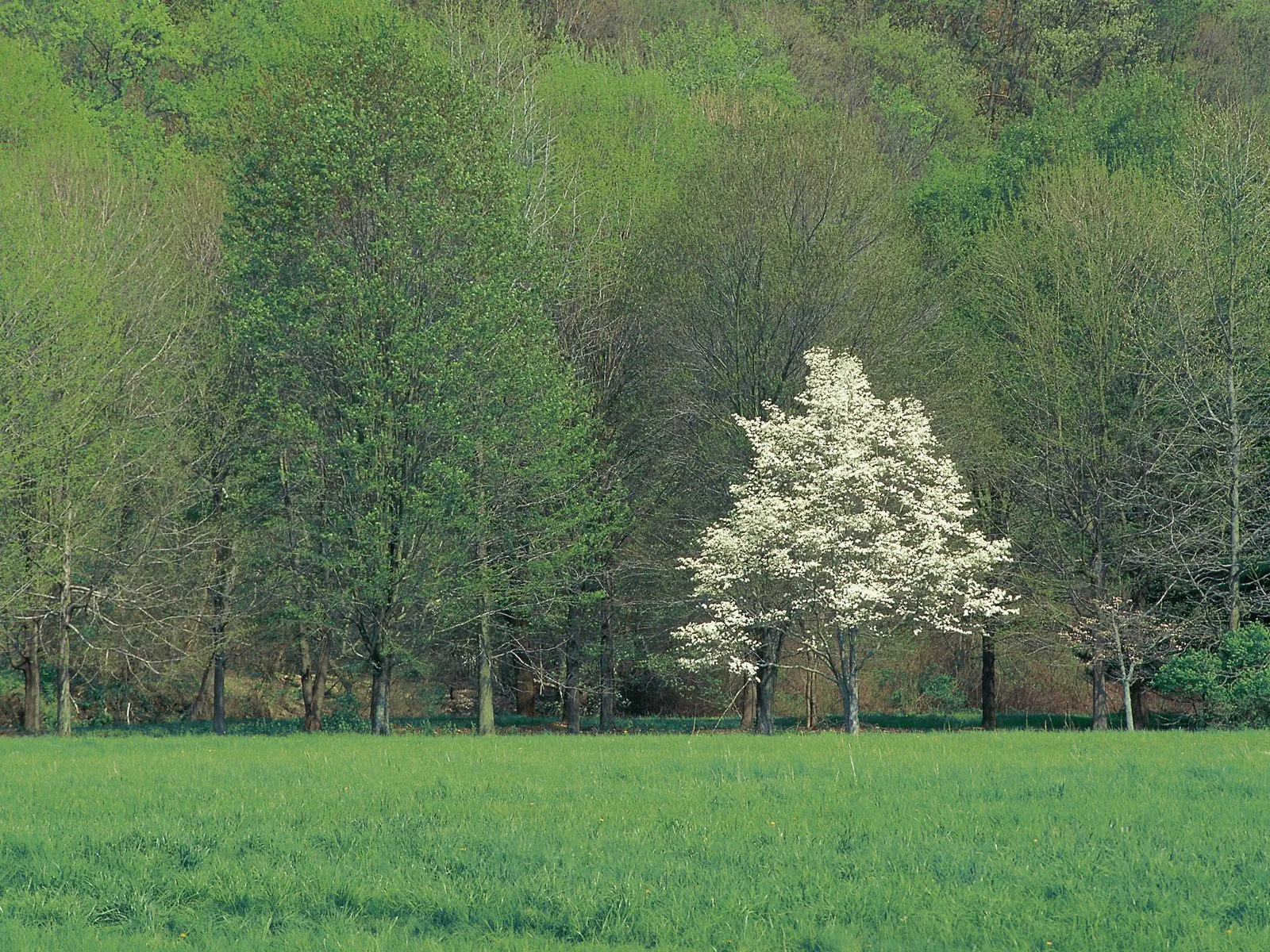 A solitary tree with white blossoms stands in a vibrant green grassy field, with a dense forest in the background.