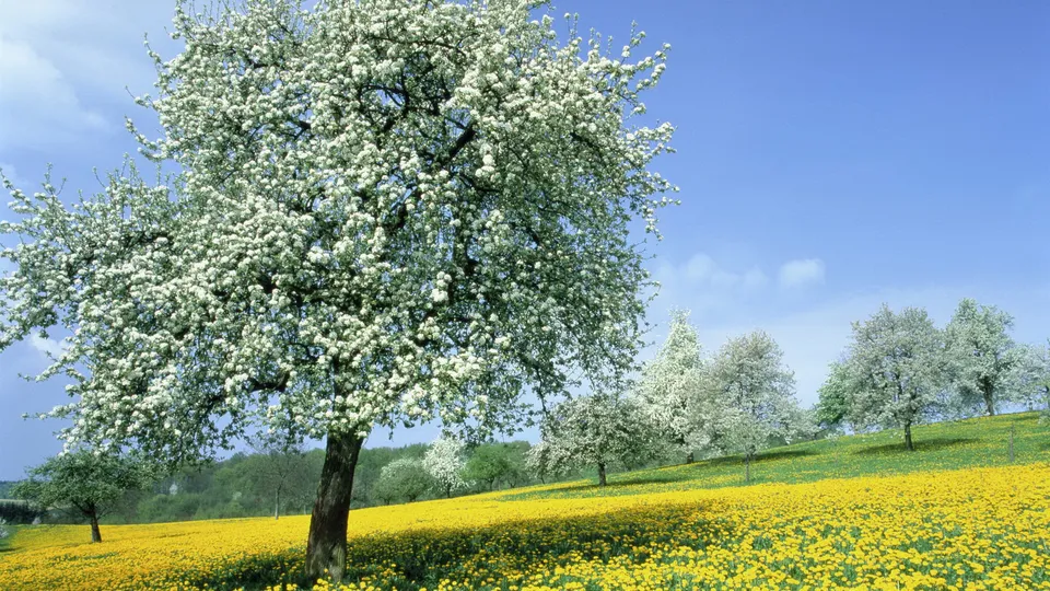 A large tree in full white bloom stands in a field of yellow flowers under a bright blue sky.