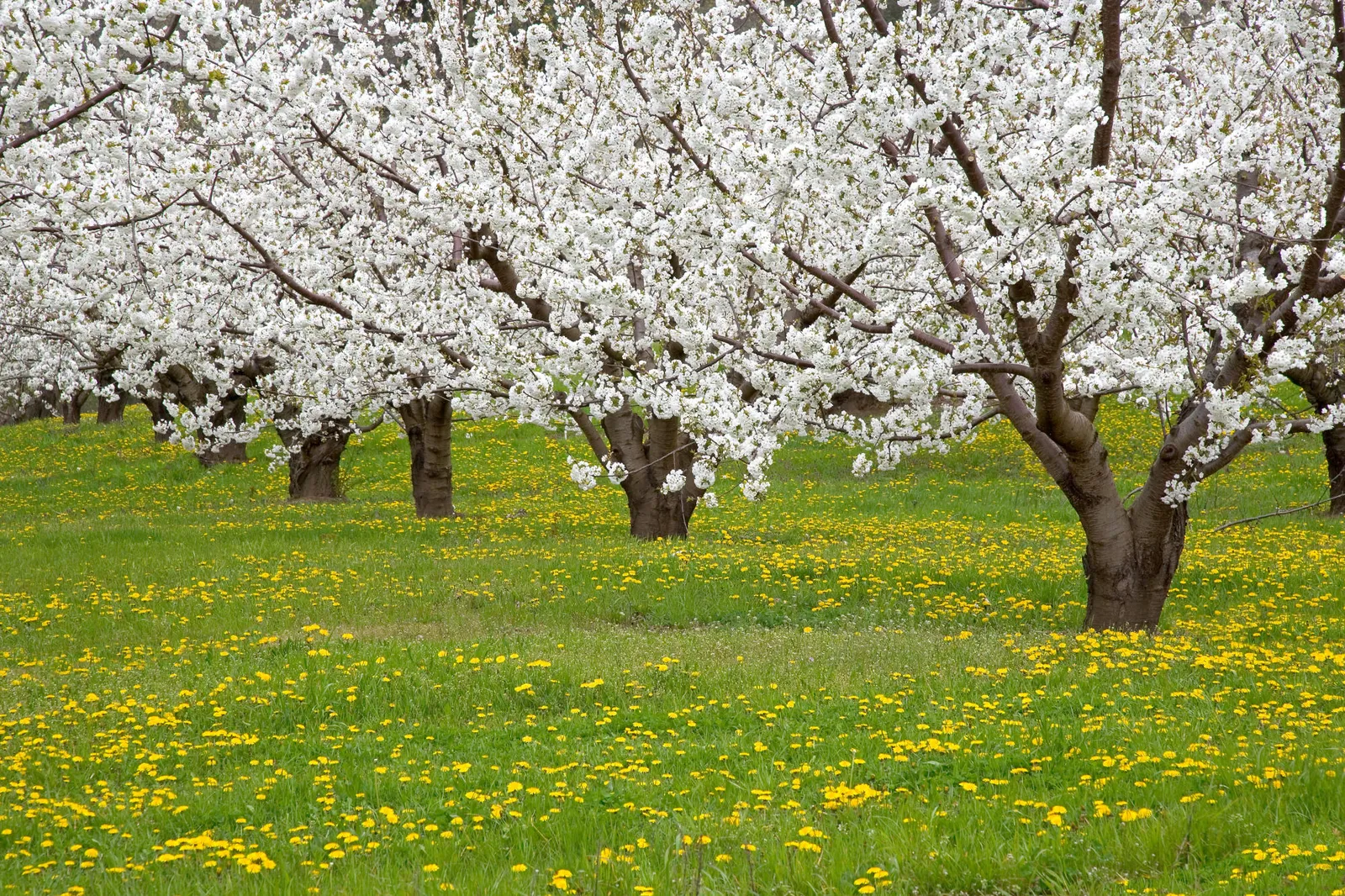 A row of trees covered in white blossoms stands in a field of green grass dotted with yellow wildflowers.