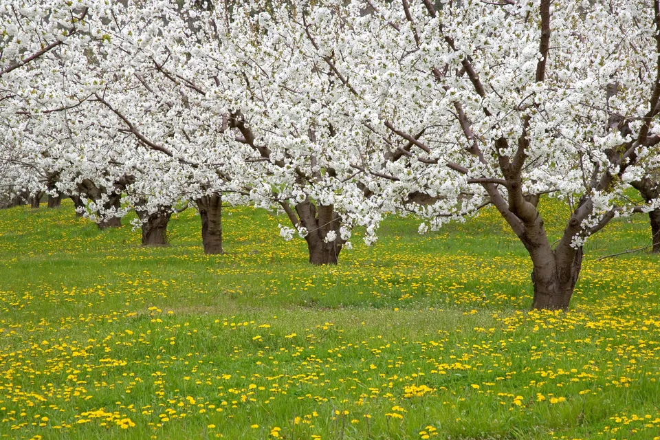 A row of trees covered in white blossoms stands in a field of green grass dotted with yellow wildflowers.