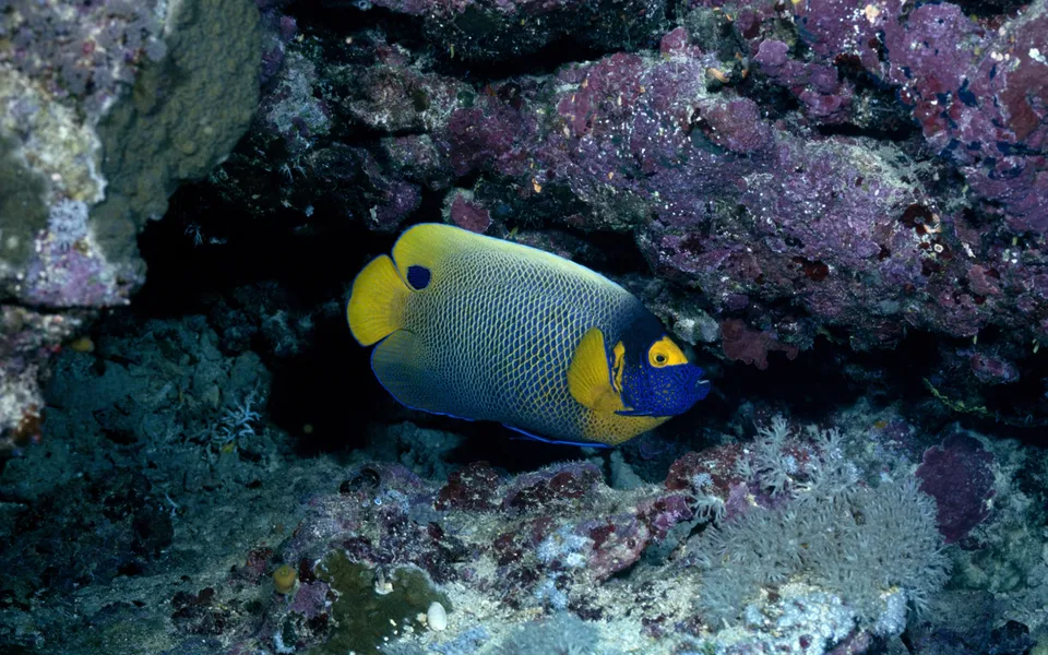 A blue and yellow angelfish swims near purple coral in the ocean.