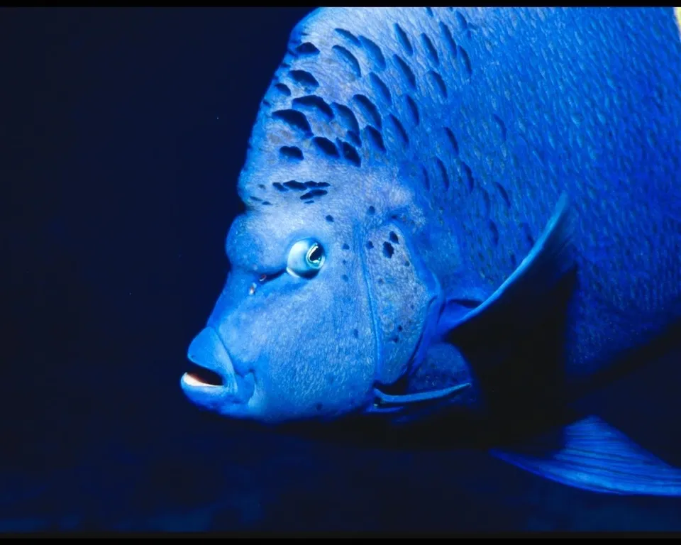A close-up profile view of a bright blue angelfish swimming in dark water.
