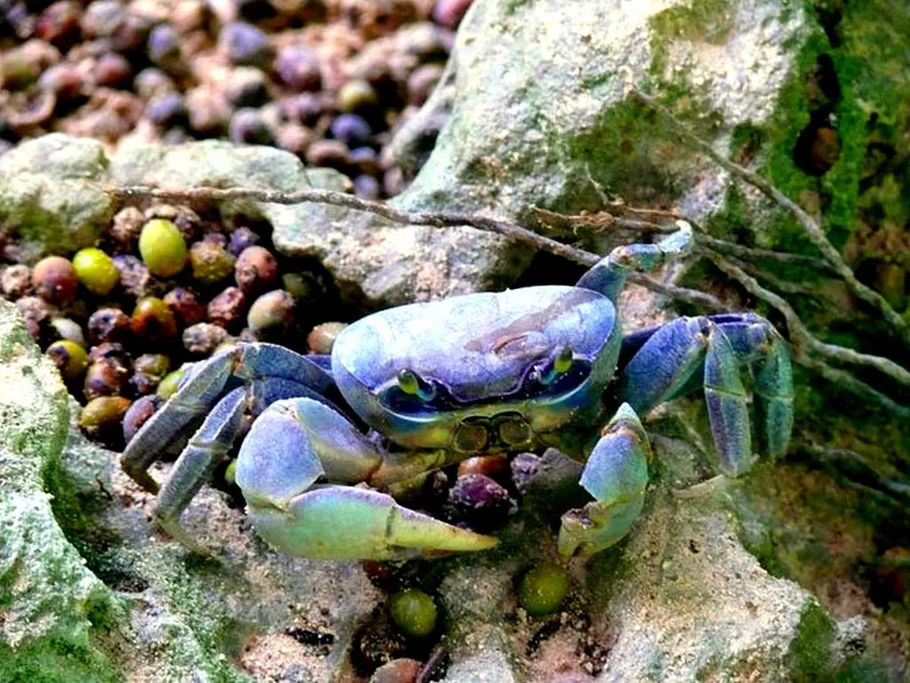 A close-up of a bright blue crab with green accents on its claws, resting on textured rocks with small, colorful berries scattered around.