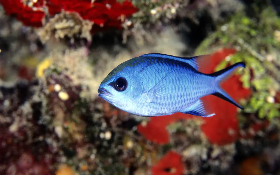 A bright blue damselfish swims in front of a colorful coral reef with red and green accents.
