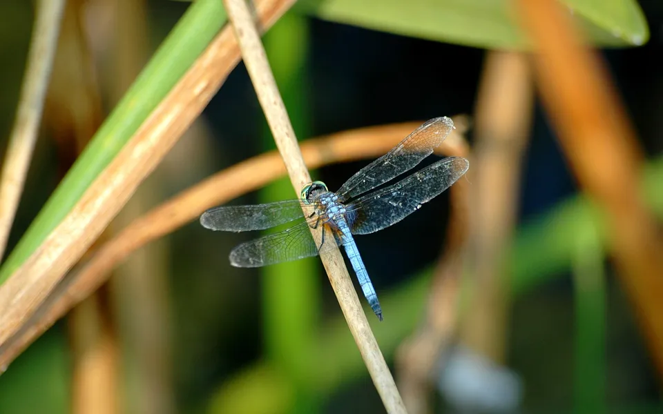 A close-up of a blue dragonfly with transparent wings resting on a thin, dry branch.