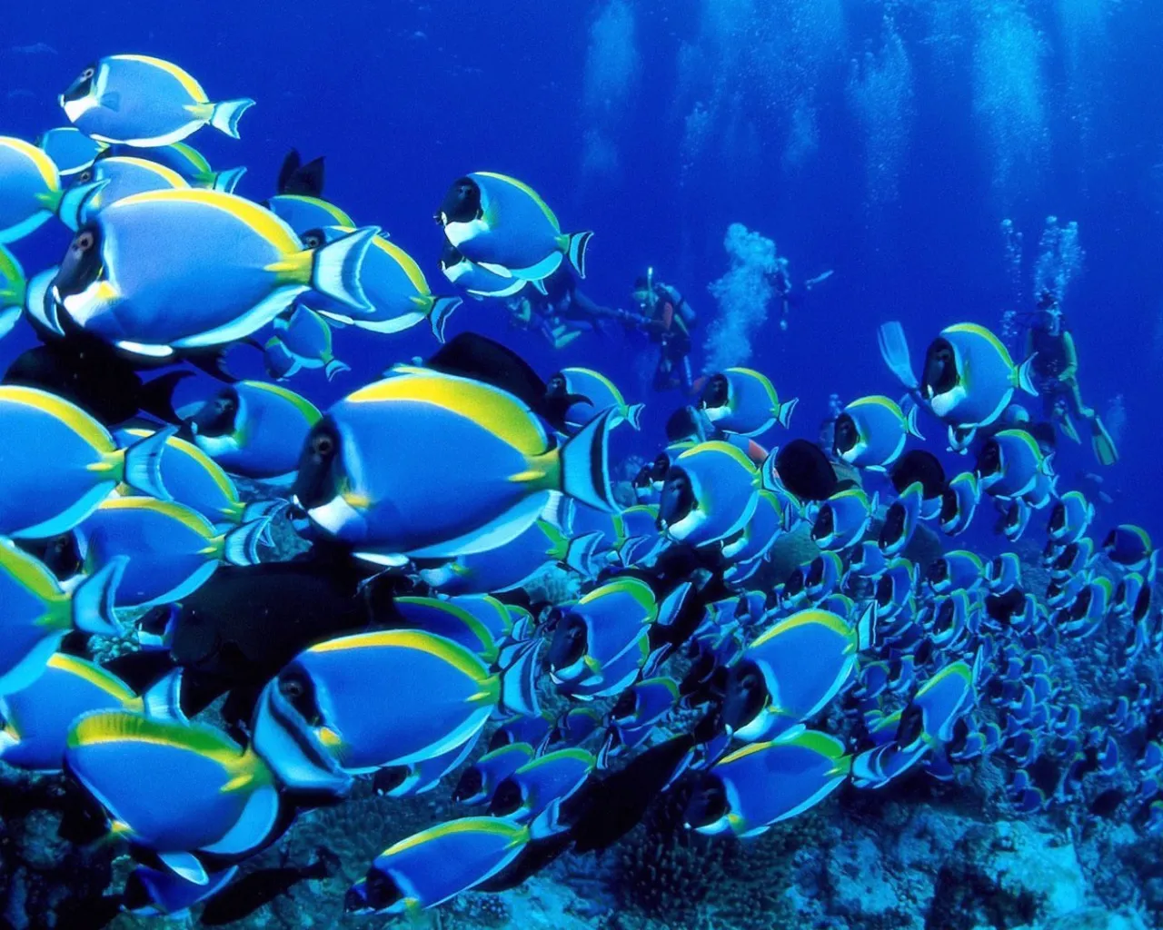 A large school of bright blue and yellow fish swim in clear blue ocean water, with divers visible in the background.