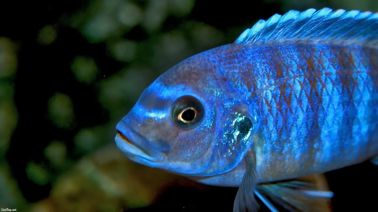 Close-up of a vibrant blue fish with detailed scales and a dark background.