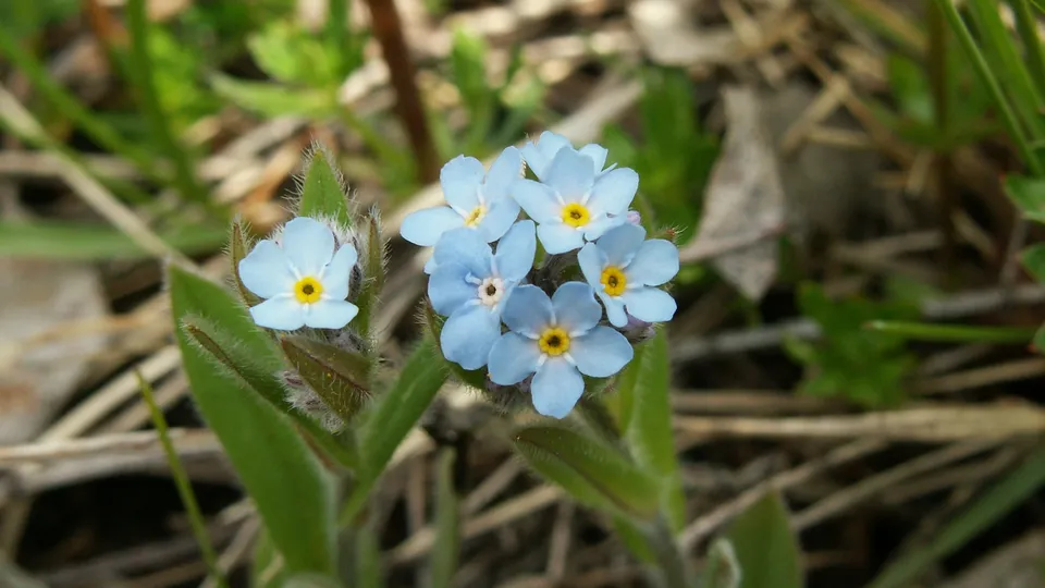A cluster of small, delicate blue forget-me-not flowers with yellow centers, growing among green leaves and dry grass.