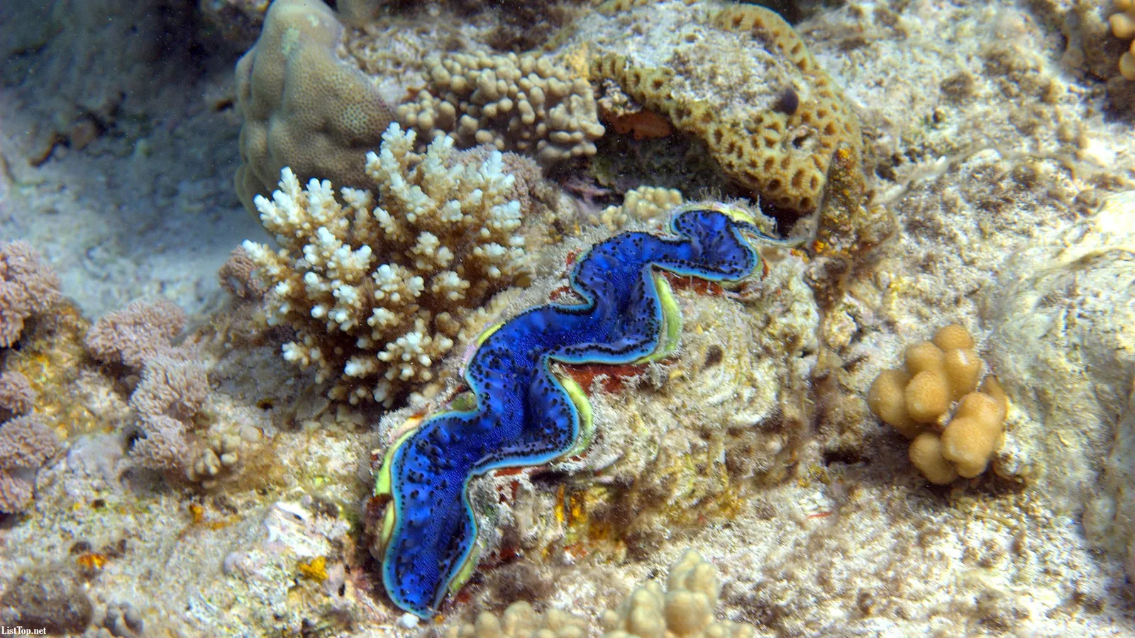 A vibrant blue giant clam with a wavy mantle sits on a coral reef with various types of coral.