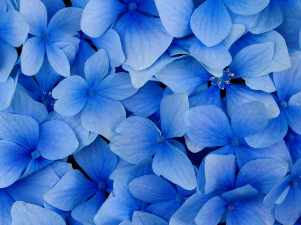 A close-up view of many vibrant blue hydrangea petals overlapping.