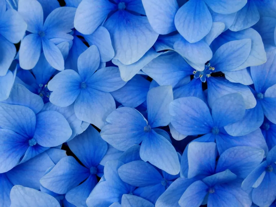 A close-up view of many vibrant blue hydrangea petals overlapping.
